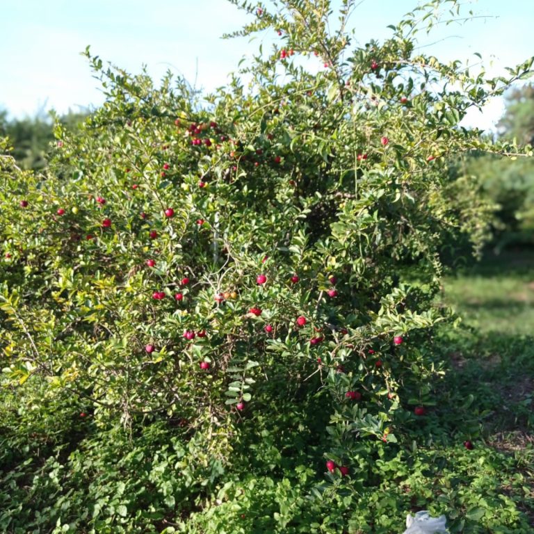 acerola2