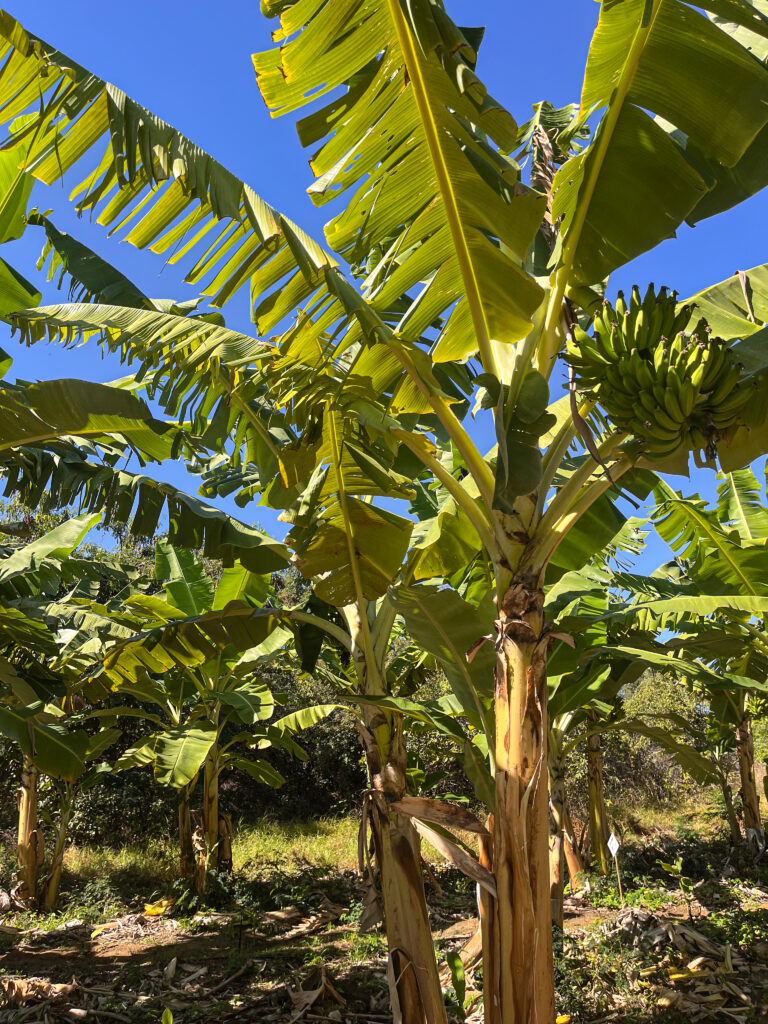BANANA