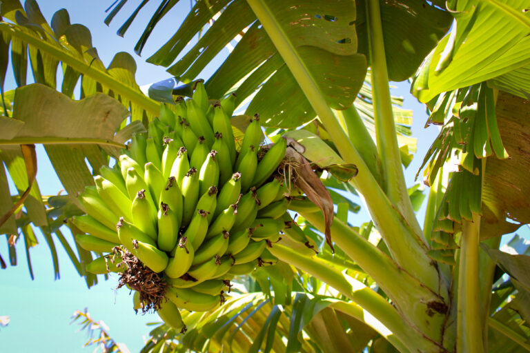 banana3